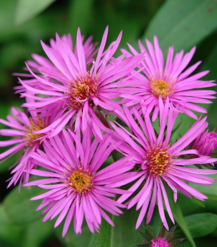 ASTER `VIBRANT DOME`