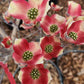 CORNUS FLORIDA `CHEROKEE BRAVE`