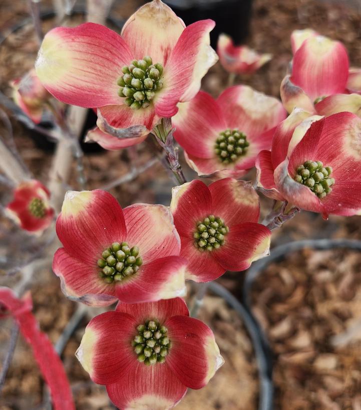 CORNUS FLORIDA `CHEROKEE BRAVE`