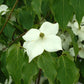 CORNUS KOUSA `MILKY WAY`