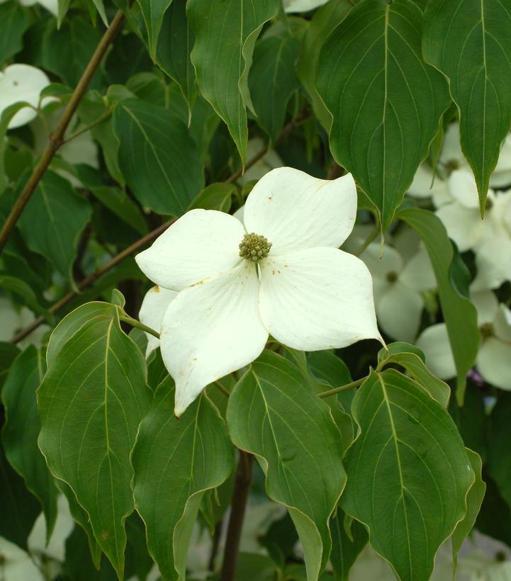 CORNUS KOUSA `MILKY WAY`