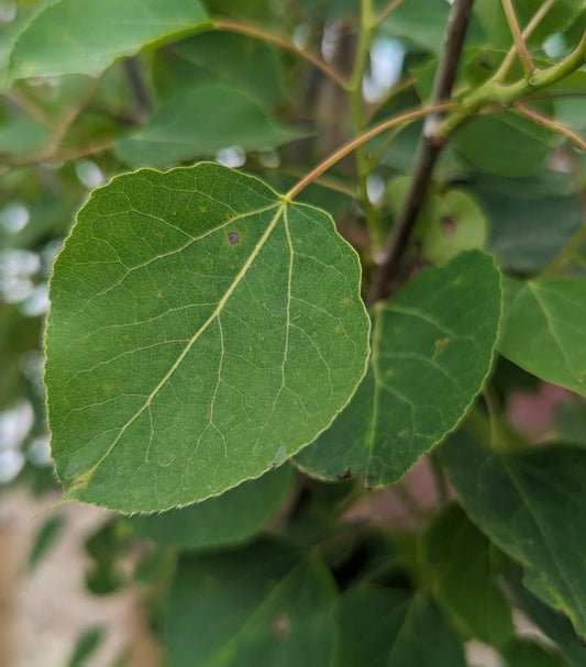 POPULUS TREMULOIDES-Poplar