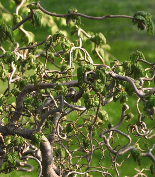 CORYLUS AVELLANA `CONTORTA`