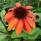 ECHINACEA SOMBRERO `SANGRITA`