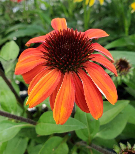 ECHINACEA SOMBRERO `SANGRITA`