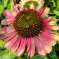 ECHINACEA PURPUREA `GREEN TWISTER`