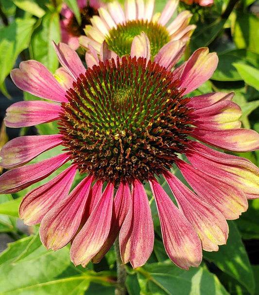 ECHINACEA PURPUREA `GREEN TWISTER`