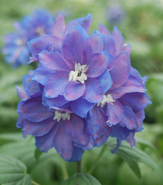 DELPHINIUM ELATUM `GUARDIAN BLUE`