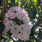 KALMIA LATIFOLIA `TIDDLYWINKS`