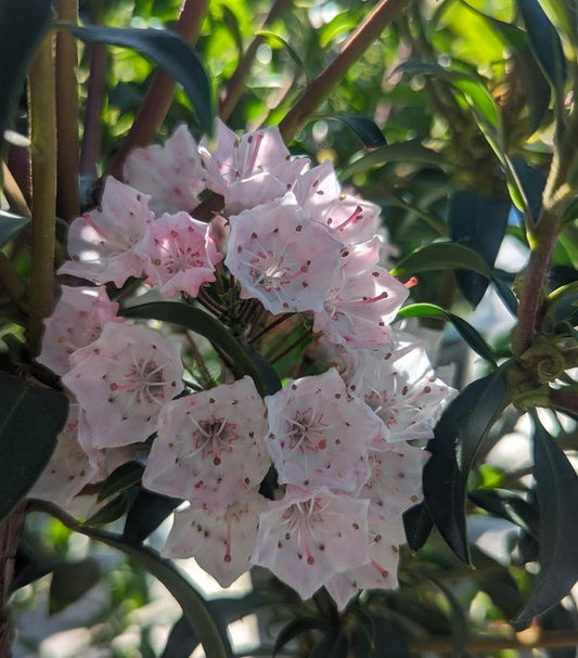 KALMIA LATIFOLIA `TIDDLYWINKS`