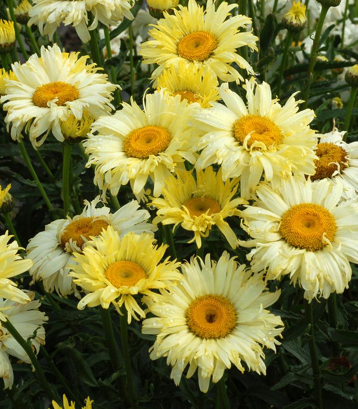 LEUCANTHEMUM `GOLDFINCH`