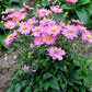 ANEMONE `CURTAIN CALL PINK`