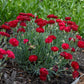 DIANTHUS PRETTY POPPERS `ELECTRIC RED`