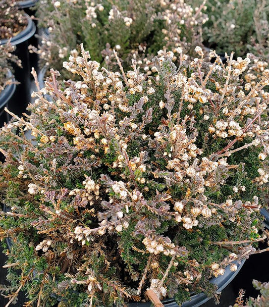 CALLUNA VULGARIS `H.E. BEALE`