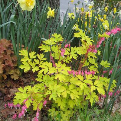 DICENTRA SPECTABILIS `GOLD HEART`