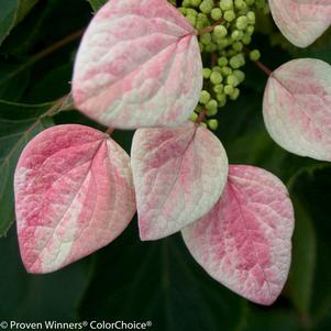 SCHIZOPHRAGMA HYDRA. `ROSE SENSATION`