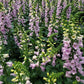 DIGITALIS PURPUREA `CAMELOT LAVENDER`