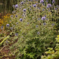 ECHINOPS `BLUE GLOW`