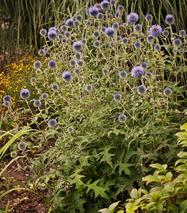 ECHINOPS `BLUE GLOW`