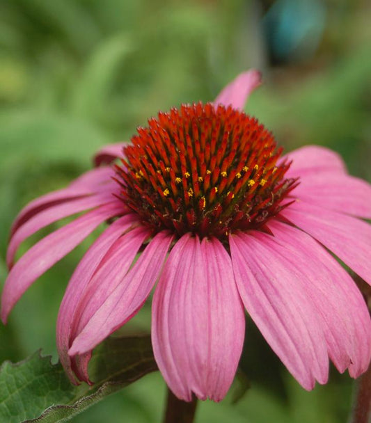 ECHINACEA PURPUREA `MAGNUS`