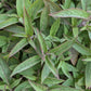 MONARDA PUNCTATA