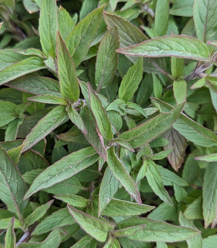 MONARDA PUNCTATA