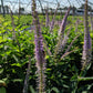 VERONICASTRUM VIRGINICUM `RED ARROW`