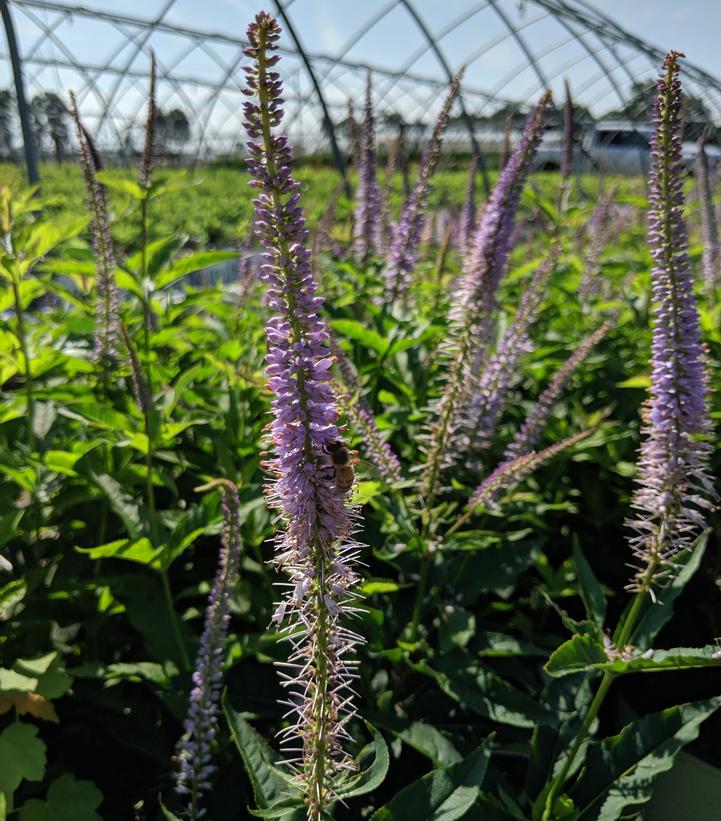 VERONICASTRUM VIRGINICUM `RED ARROW`