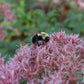 EUPATORIUM DUBIUM `LITTLE JOE`