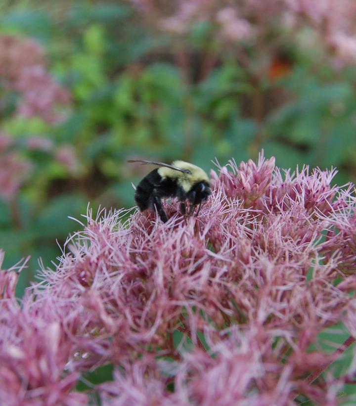 EUPATORIUM DUBIUM `LITTLE JOE`