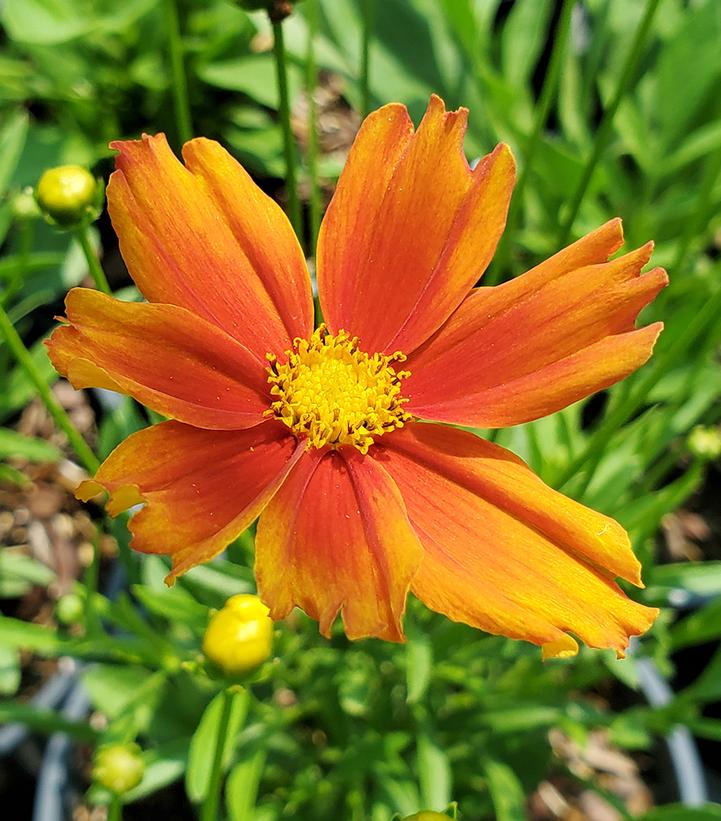 COREOPSIS LI`L BANG `DARLING CLEMENTINE`