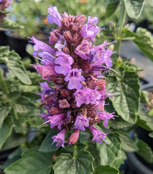 AGASTACHE POQUITO `DARK BLUE`
