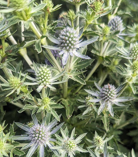ERYNGIUM `BLUE HOBBIT`