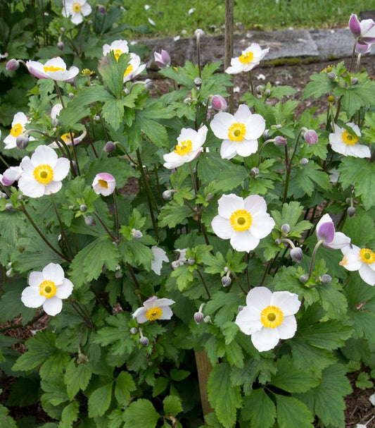 ANEMONE `ELFIN SWAN`