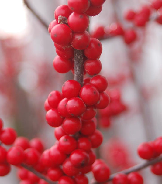 Ilex Verticillata | Winterberry |  Winter Red 6-7' B&B