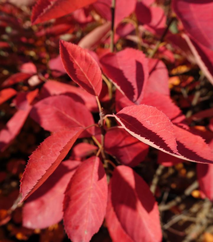 Amelanchier. x Autumn Brilliance'-Hybrid serviceberry