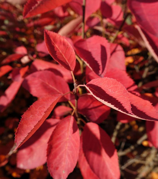 Amelanchier. x Autumn Brilliance'-Hybrid serviceberry