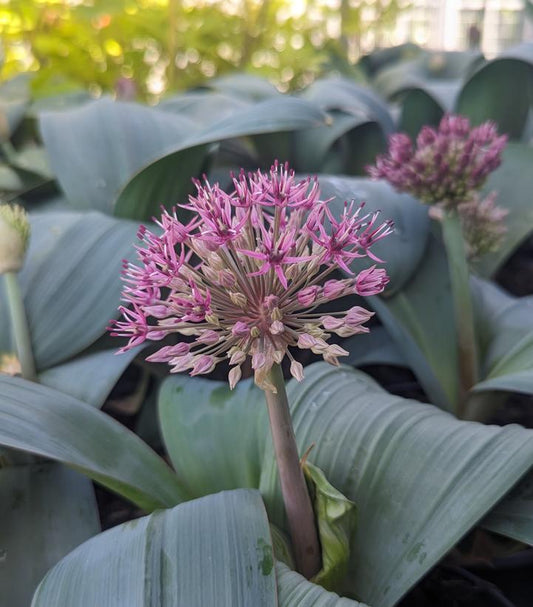 ALLIUM KARATAVIENSE
