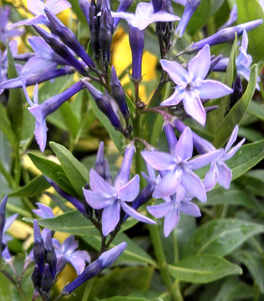 AMSONIA TABERNAEMONTANA `BLUE ICE`