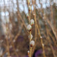 SALIX CANDIDA `ICEBERG ALLEY`