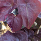 CERCIS CANADENSIS `BLACK PEARL`