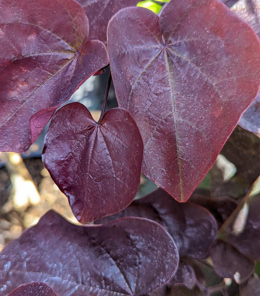 CERCIS CANADENSIS `BLACK PEARL`