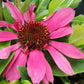 ECHINACEA SOMBRERO `ROSADA`