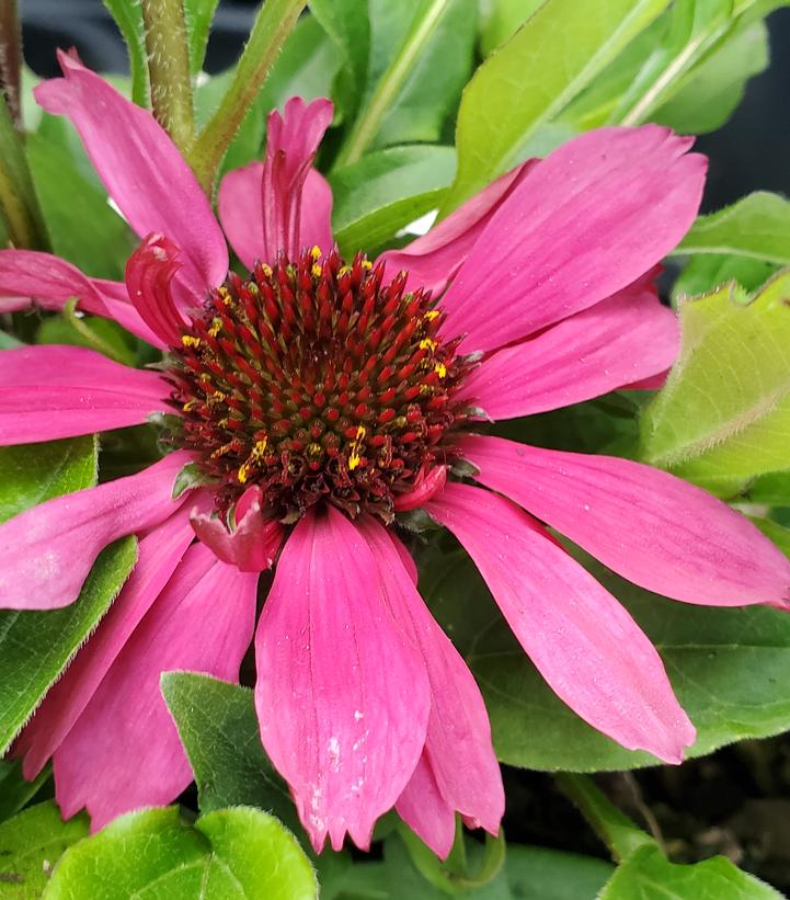 ECHINACEA SOMBRERO `ROSADA`