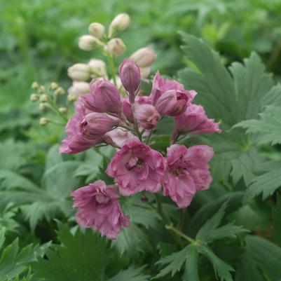 DELPHINIUM NEW ZEALAND ` PINK PUNCH`