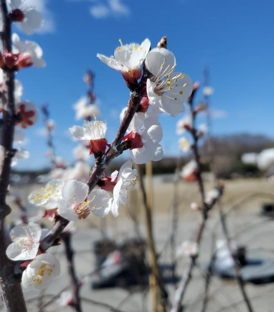 PRUNUS `GOLDBAR` APRICOT