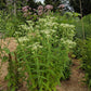 EUPATORIUM PURPUREUM