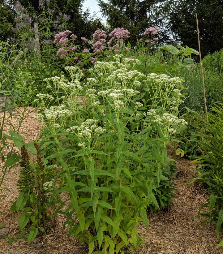 EUPATORIUM PURPUREUM