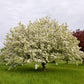 MALUS x Donald Wyman-Flowering crabapple