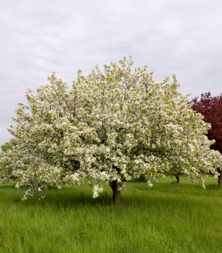 MALUS x Donald Wyman-Flowering crabapple